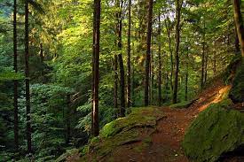 17.04. – 22.04.2023 6 Tage Harz trifft Thüringer Wald
